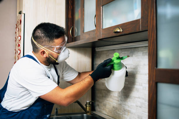 Best Wasp Removal Services  in Cut Off, LA