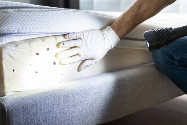 Best Flea Control Services  in Cut Off, LA
